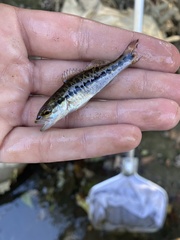Micropterus