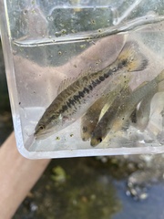 Micropterus