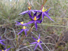 Calectasia intermedia