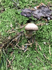 Cortinarius caperatus