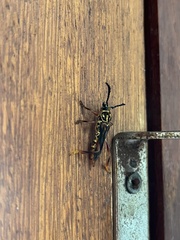 Acyphoderes aurulenta