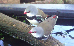 Stagonopleura guttata