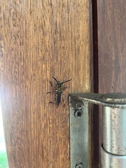 Acyphoderes aurulenta