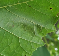 Phyllonorycter tiliacella