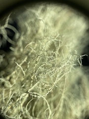Usnea subgracilis