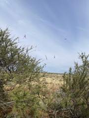 Trichonephila edulis