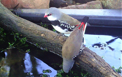 Stagonopleura guttata