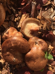 Paxillus cuprinus