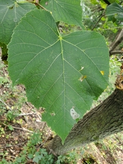 Phyllonorycter tiliacella