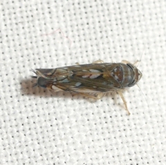 Scaphoideus incisus