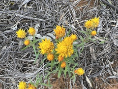 Gnaphalieae