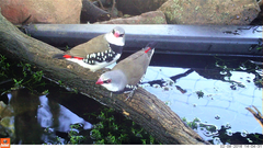 Stagonopleura guttata