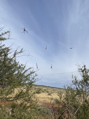 Trichonephila edulis