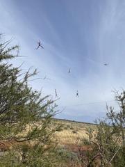 Trichonephila edulis