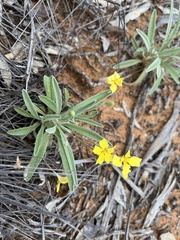 Goodenia willisiana