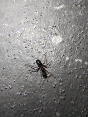 Camponotus