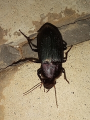 Neoaulacoryssus speciosus