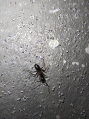 Camponotus