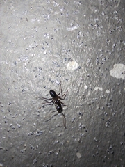 Camponotus