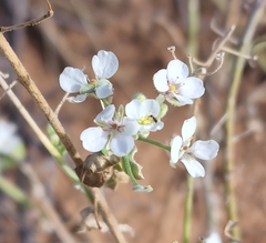 Dimorphocarpa wislizeni