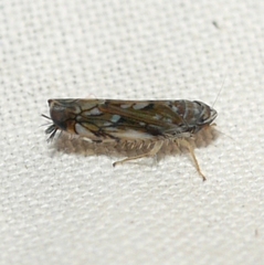 Scaphoideus incisus
