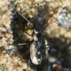 Bembidion inaequale
