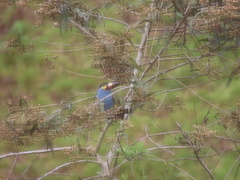 Andigena laminirostris