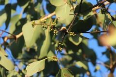 Eucalyptus platyphylla