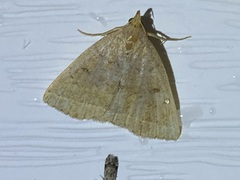 Zanclognatha jacchusalis