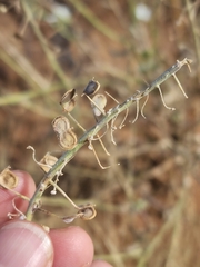 Dimorphocarpa wislizeni