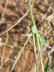 Dimorphocarpa wislizeni