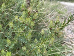 Pultenaea humilis