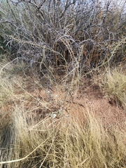 Dimorphocarpa wislizeni