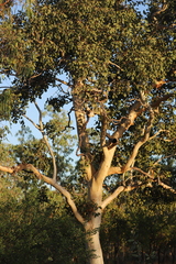 Eucalyptus platyphylla