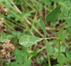 Agromyzidae