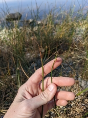 Schoenoplectus pungens