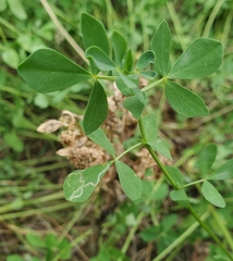Agromyzidae