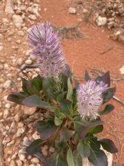 Ptilotus exaltatus