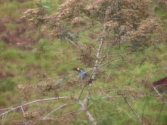 Andigena laminirostris