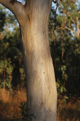 Eucalyptus platyphylla