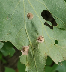 Callirhytis quercusfutilis