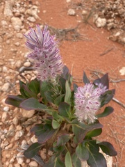 Ptilotus exaltatus