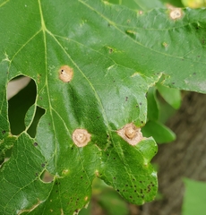 Callirhytis quercusfutilis