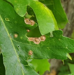 Callirhytis quercusfutilis