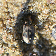 Bembidion inaequale