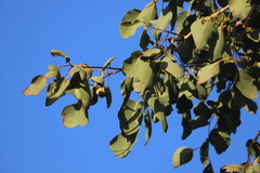 Eucalyptus platyphylla