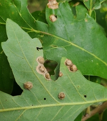 Callirhytis quercusfutilis