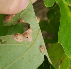 Callirhytis quercusfutilis