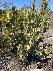 Arctostaphylos montereyensis