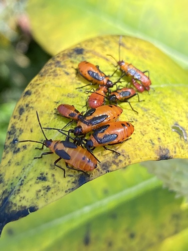 Large Milkweed Bug photographed in New Jersey